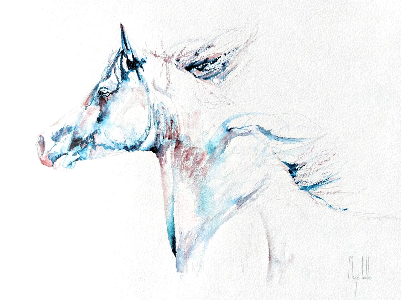 Winter, an Arabian horse painted in watercolour on white paper, its head raised, in prussian blue and dusty rose